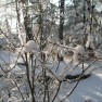 IMG_2534