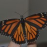 Monarch