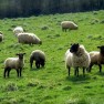 sheep2