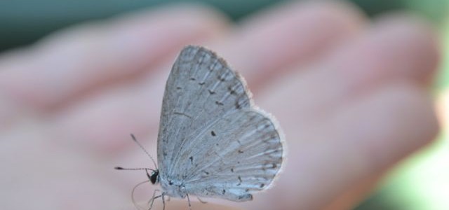 Moth